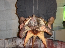 alligator snapping turtle 1/07