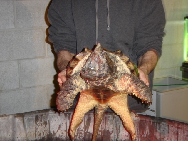 alligator snapping turtle 1/07