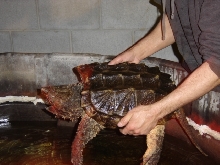 alligator snapping turtle 1/07