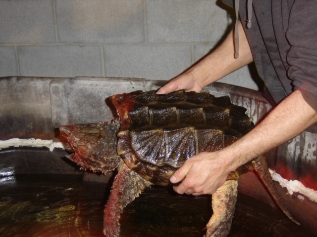 alligator snapping turtle 1/07