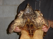 alligator snapping turtle 1/07