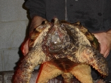 alligator snapping turtle 1/07