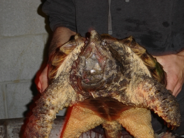 alligator snapping turtle 1/07