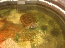 alligator snapping turtle 1/07
