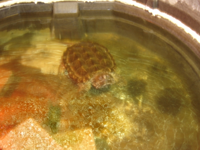 alligator snapping turtle 1/07