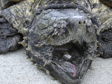 alligator snapping turtle