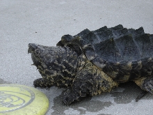 alligator snapping turtle