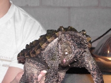 3yr old ally snapper