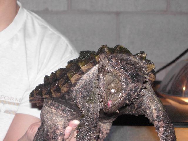 3yr old ally snapper