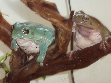 whites treefrogs 1/07