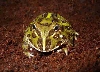 Herman