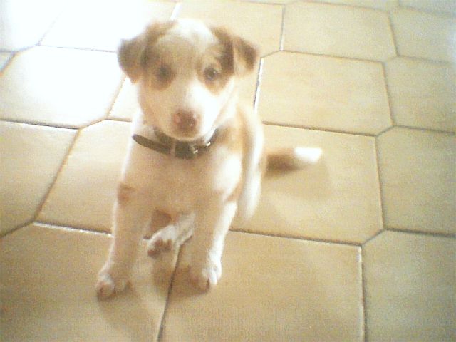 Daizey