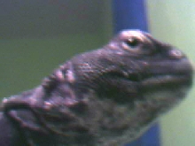 Brutus
