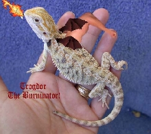 Trogdor--the Burninator!