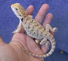 trogdor