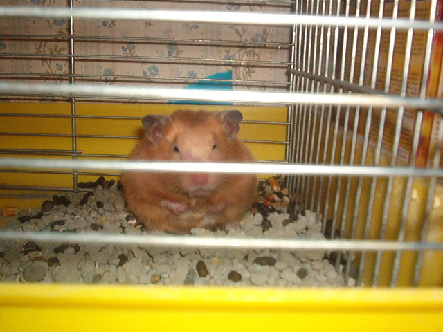 Freya