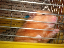 Freya