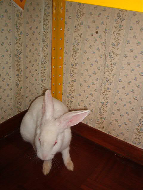 Willy