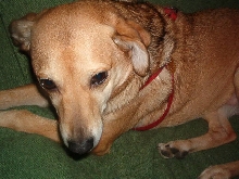 Daisy