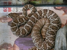 Mojave Rattlesnake