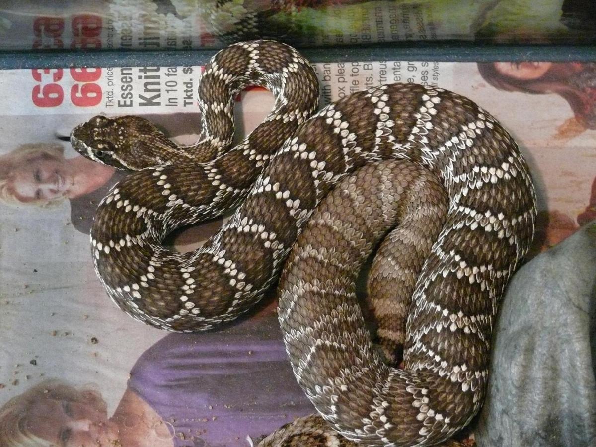 Mojave Rattlesnake