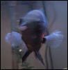fish lip blister front