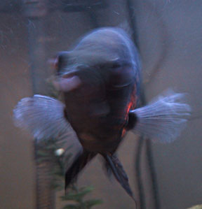 fish lip blister front