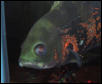 fish lip blister side view