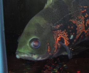 fish lip blister side view