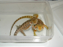 bearded dragons