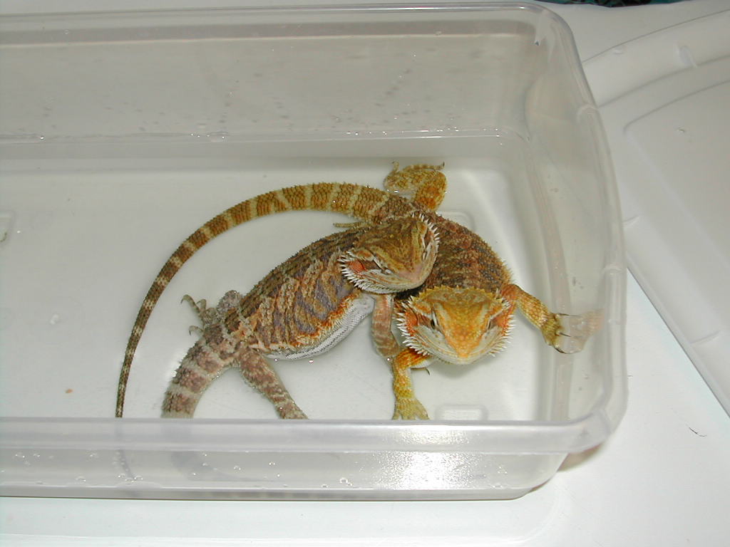 bearded dragons