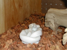 leucistic texas rat
