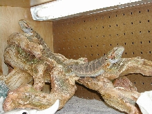 bearded dragons