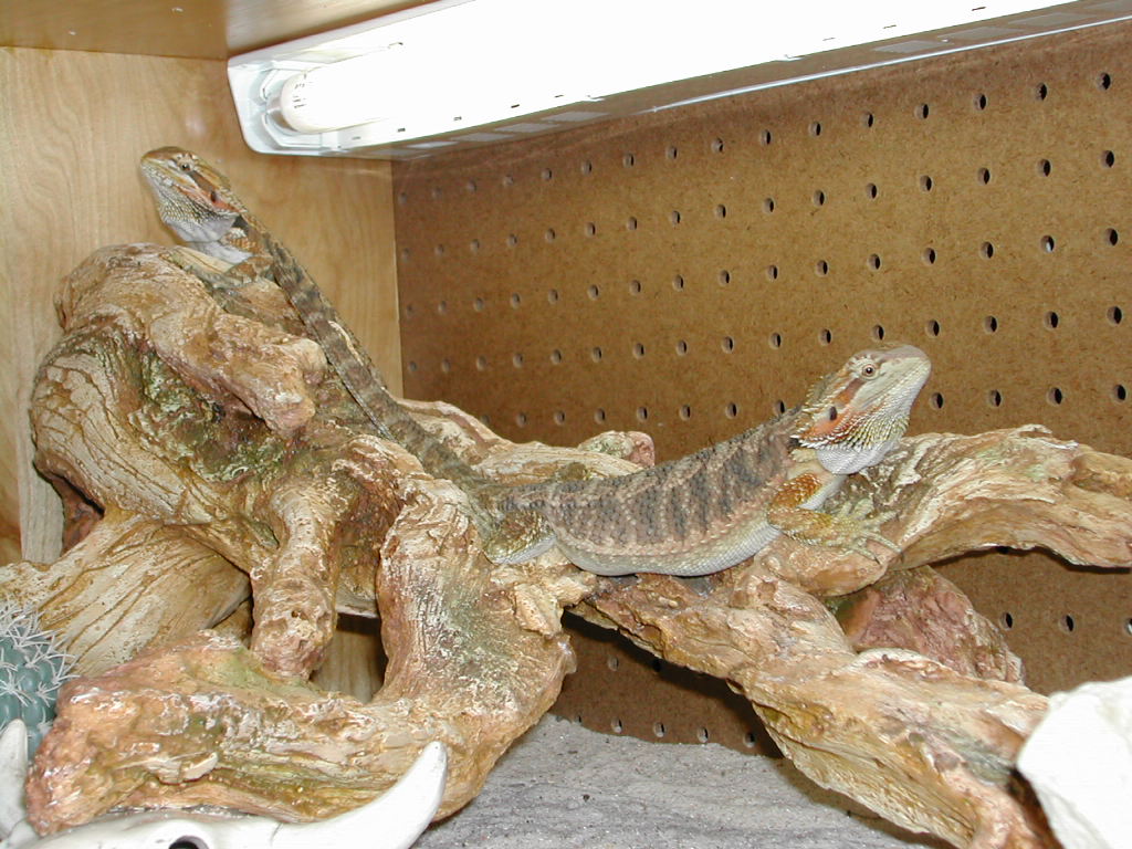 bearded dragons