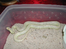 albino cali king