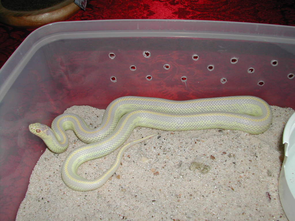 albino cali king