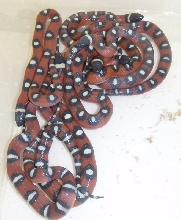 2009 spotted annulata
