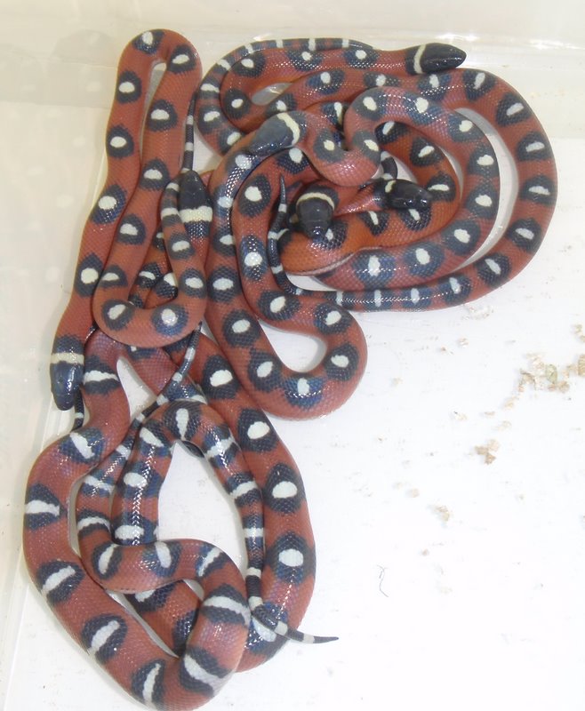 2009 spotted annulata