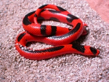 Striped Honduran