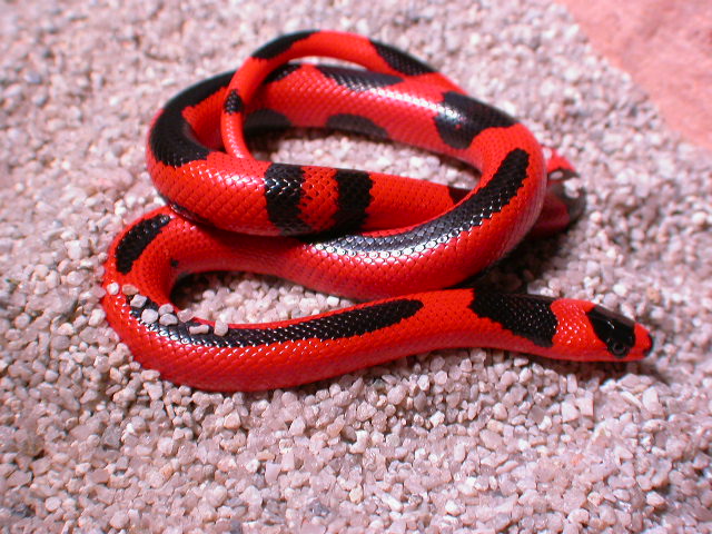 Striped Honduran