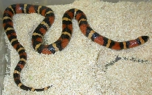 sire to the abberant line