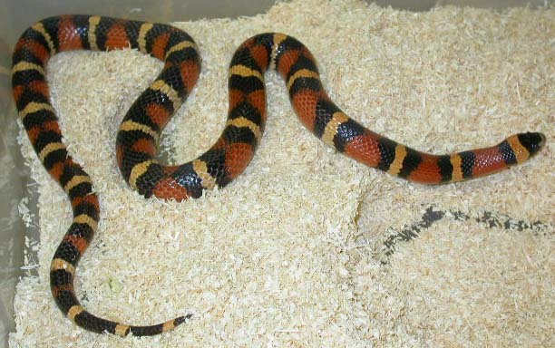 sire to the abberant line