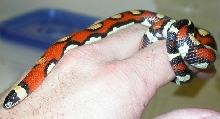 genetic abberant annulata