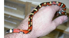 2005 abbreant annulata