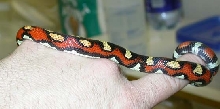 2005 abberant annulata