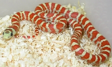Hypo Knoblochi