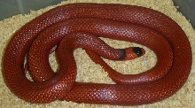 patternless honduran