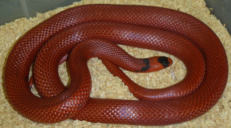 patternless honduran