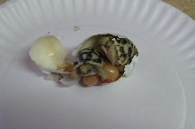 Burmese Twins in Egg