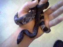 Black Pine Snake